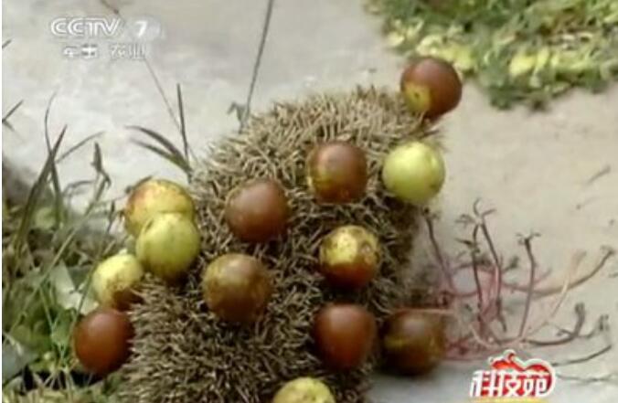 ���Ͽ�����������Ǽ� Ϊʲô˵����ǲ���