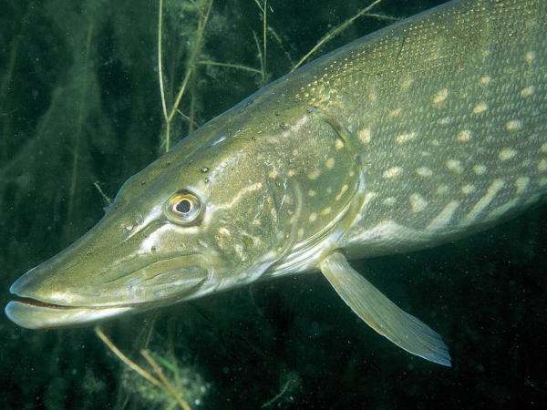 �װ߹������Ǯһ�� �װ߹�������͵�ԭ��