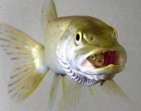 白斑狗鱼多少钱一斤 白斑狗鱼产量低的原因