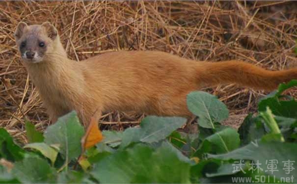 �����ǽ�����ʲô��ͷ �����Ǽ�������