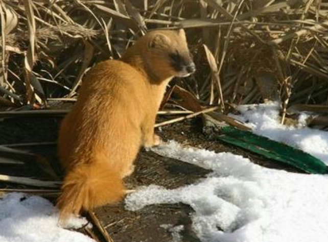 黄鼠狼进家是什么兆头 进家是吉还是凶