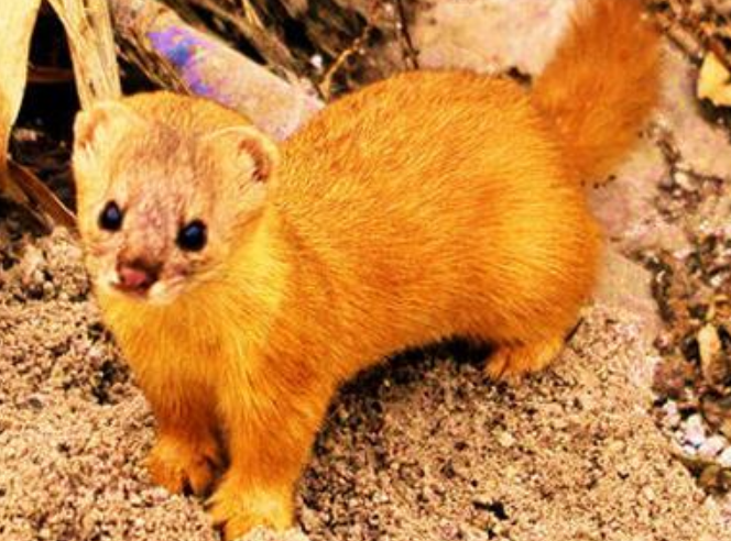 �����ǽ�����ʲô��ͷ �����Ǽ�������