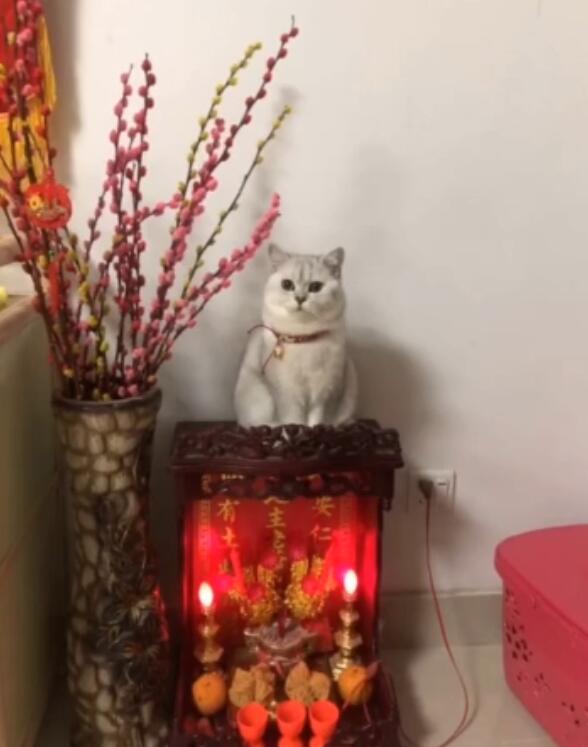 �в�è�Ͳ�����Է���һ���� �в�è���и�è��ʲô����