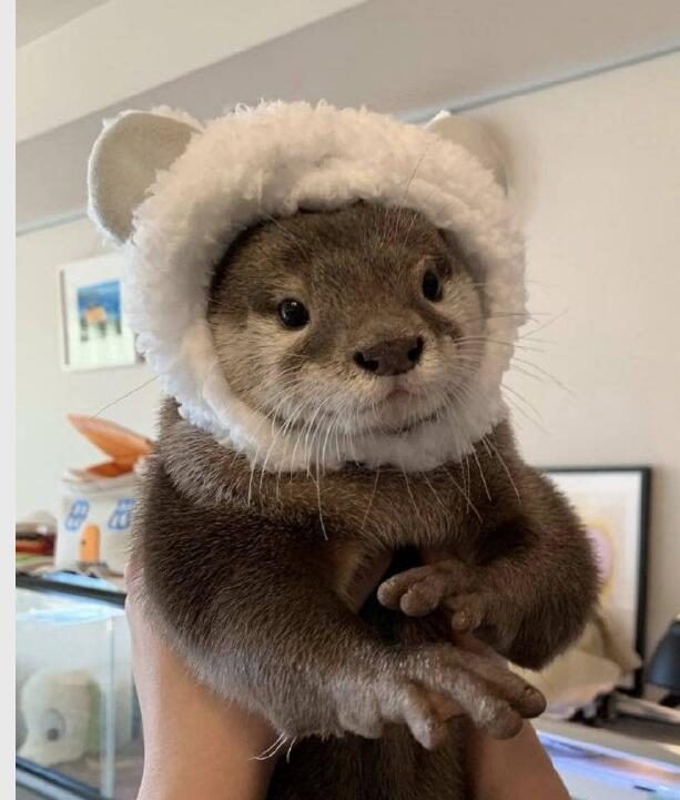 树懒是水鬼吗 树懒为什么会拉人下水