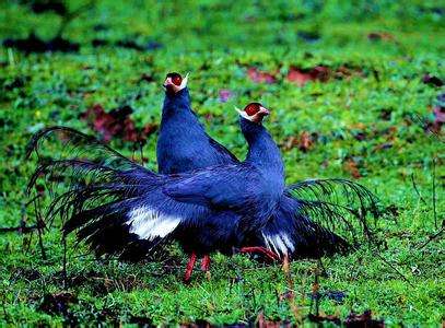 ��կ��Ϊʲô����Ϊ��Ȼ����԰ ��կ����ˮ����ɫ��ԭ��