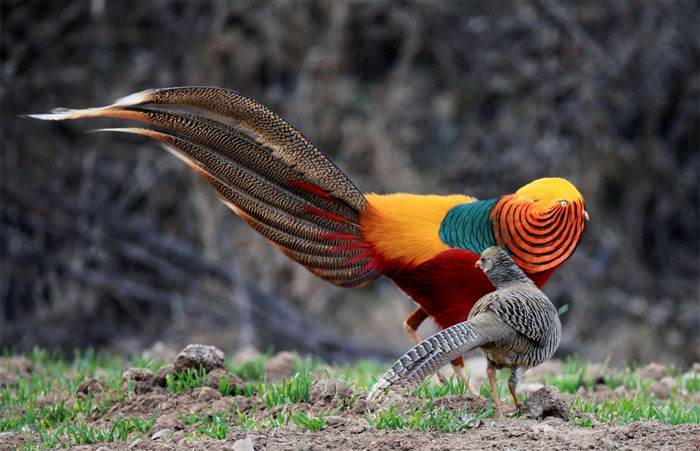 ��կ��Ϊʲô����Ϊ��Ȼ����԰ ��կ����ˮ����ɫ��ԭ��