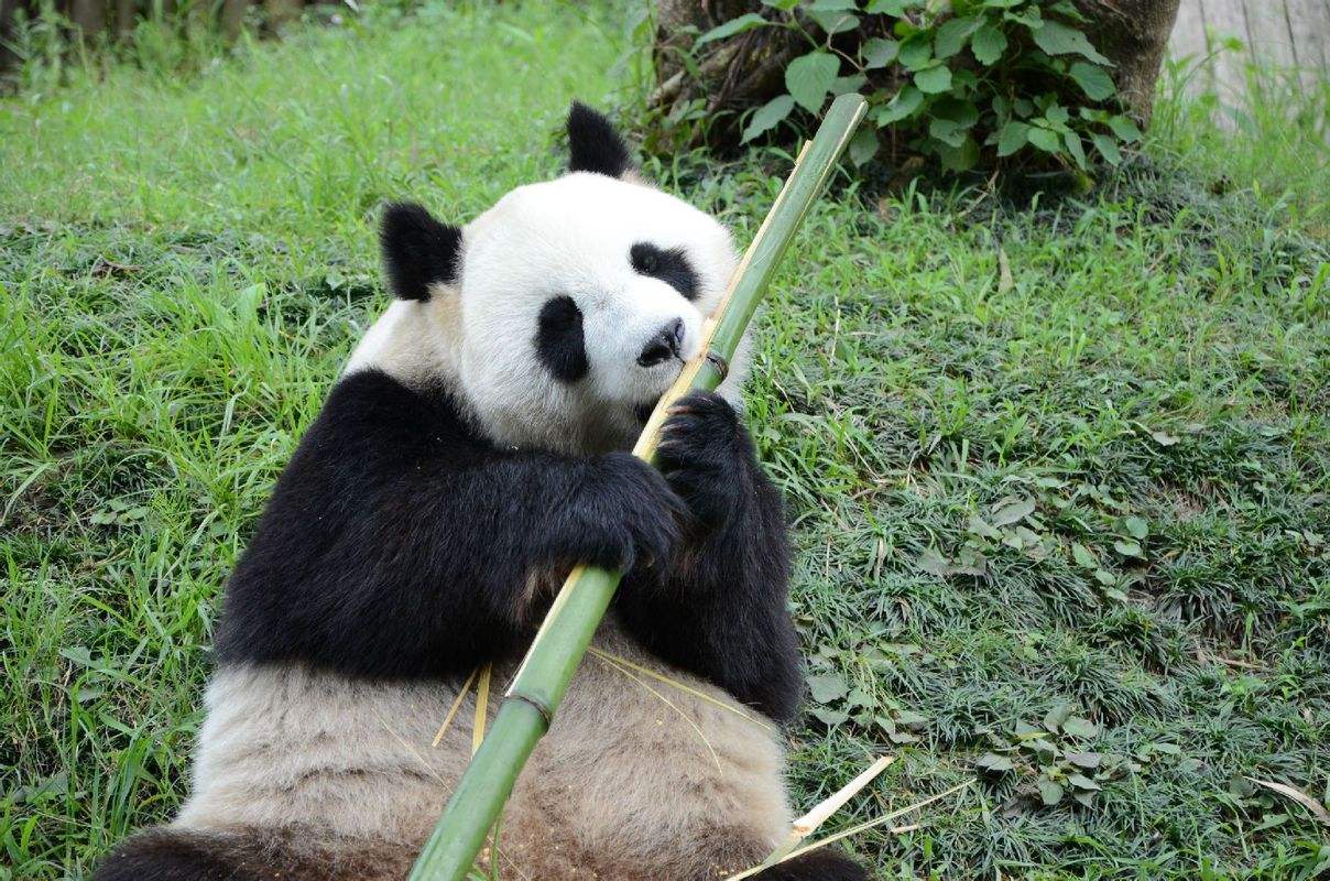 ��կ��Ϊʲô����Ϊ��Ȼ����԰ ��կ����ˮ����ɫ��ԭ��