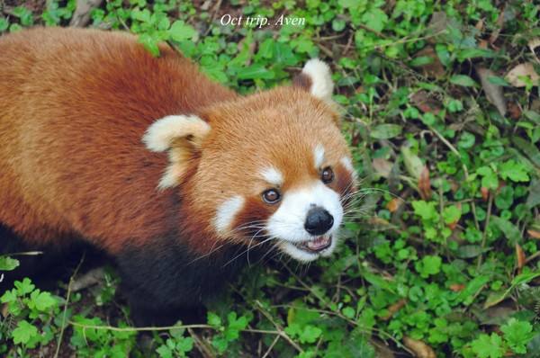 ��կ��Ϊʲô����Ϊ��Ȼ����԰ ��կ����ˮ����ɫ��ԭ��