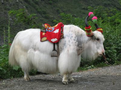 ��կ��Ϊʲô����Ϊ��Ȼ����԰ ��կ����ˮ����ɫ��ԭ��