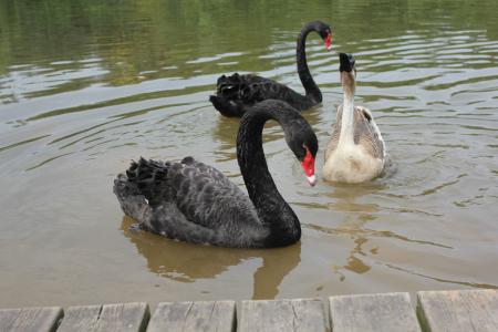 ��կ��Ϊʲô����Ϊ��Ȼ����԰ ��կ����ˮ����ɫ��ԭ��