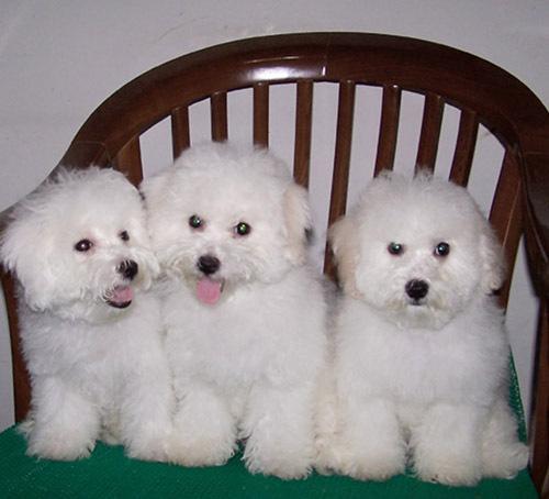 Ů��Ϊʲô���������� ����Ȯ���̸���Ϊʲô��ҧ��