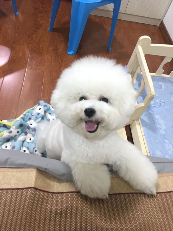 Ů��Ϊʲô���������� ����Ȯ���̸���Ϊʲô��ҧ��