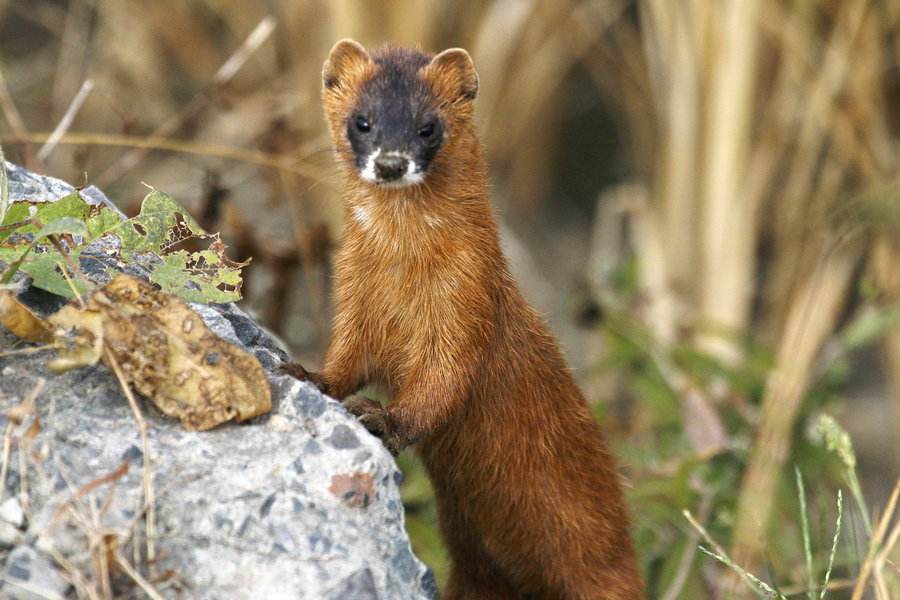 黄鼠狼拜月亮是怎么回事 是在吸收月亮的精华