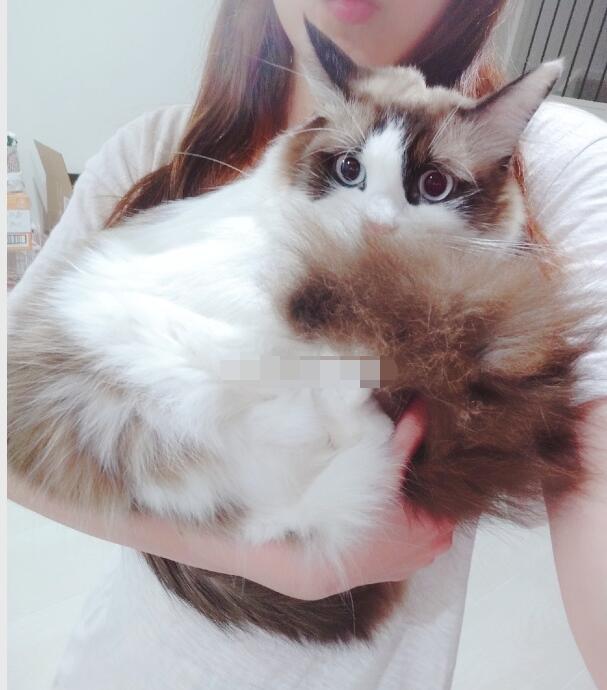 ��è��ʲô��˼ Ϊʲô�п�е����Ƕ�è����