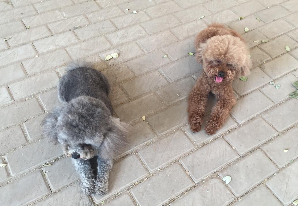 ��С�Ĳȵ���ʺ��ʲôԤ�� �߹�ʺ�˾��ǲ��˹�ʺ����˼��