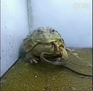 �嶾���˭������ ����嶾���ļ��ֶ���