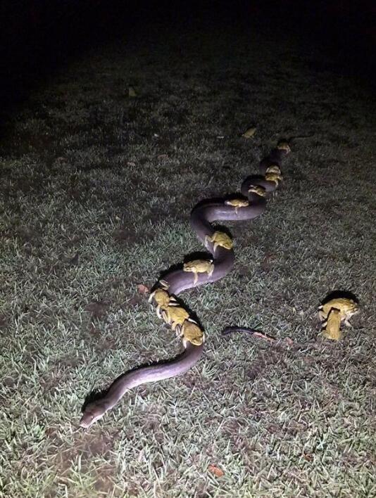 �嶾���˭������ ����嶾���ļ��ֶ���