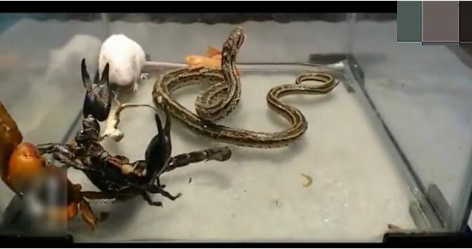 �嶾���˭������ ����嶾���ļ��ֶ���