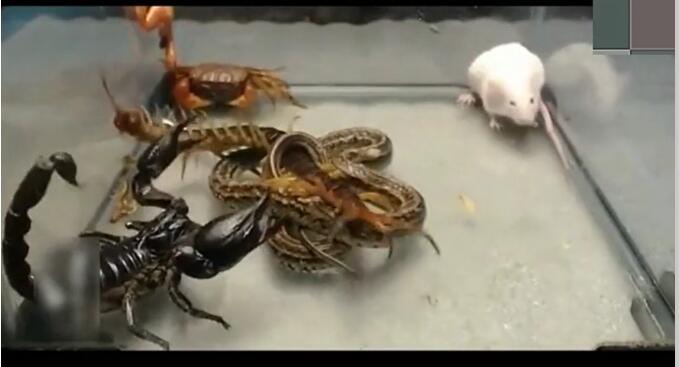 �嶾���˭������ ����嶾���ļ��ֶ���