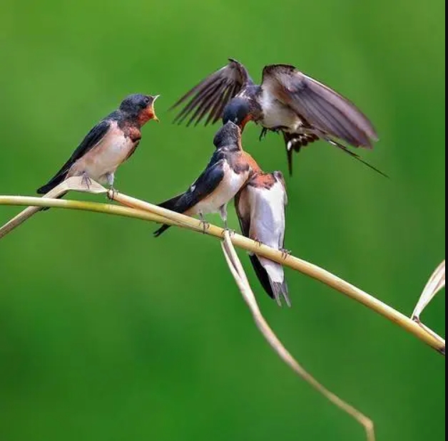 ��˵Ϊʲô�˲��������� �������ӻᵹù��������