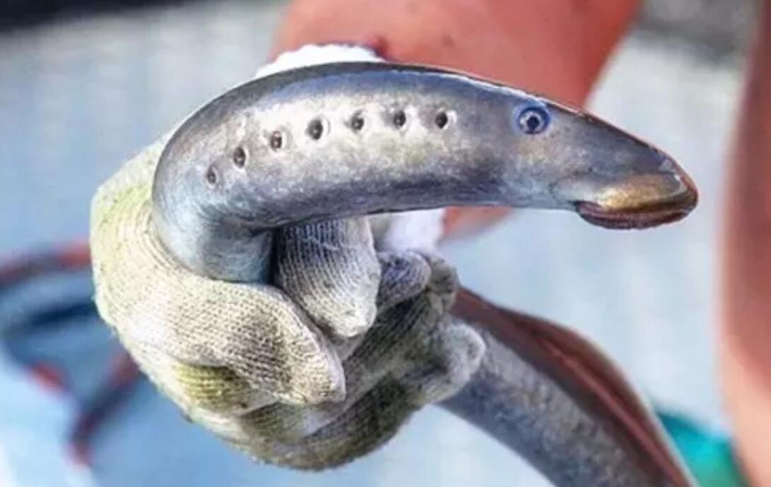 七鳃鳗有毒吗 它和盲鳗的主要区别是什么