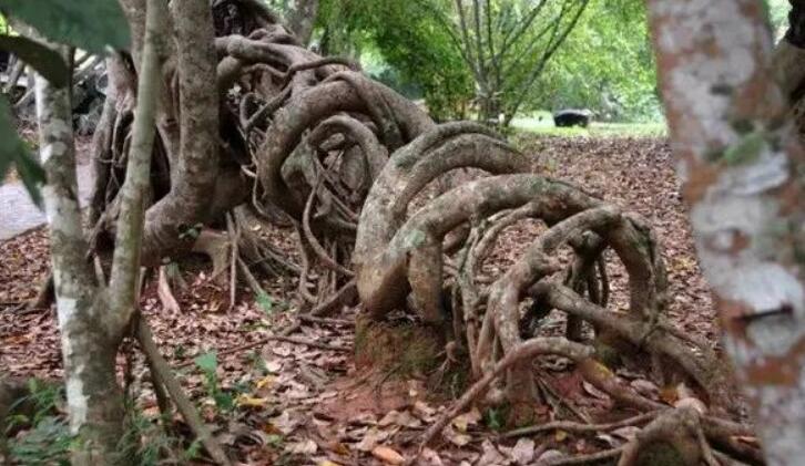 ���ľͼƬ ���ľ��ʵ������