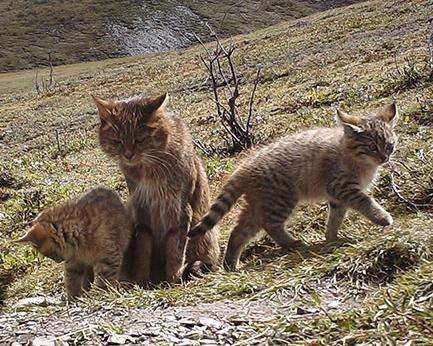 ��Įè�ǲ���Ұè ��Įè�Ǽ�è�����������