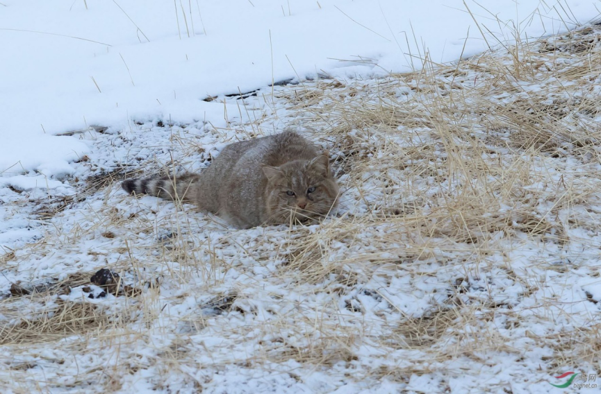 ��Įè�ǲ���Ұè ��Įè�Ǽ�è�����������