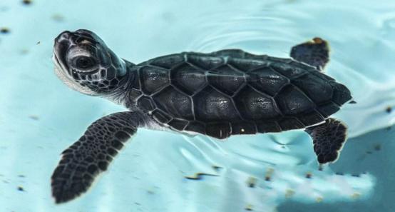 ����Ϊʲô���������ֱۺ�ͷ ����������ж೤