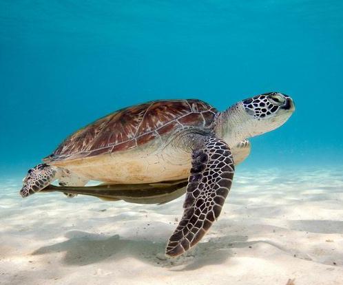 ����Ϊʲô���������ֱۺ�ͷ ����������ж೤