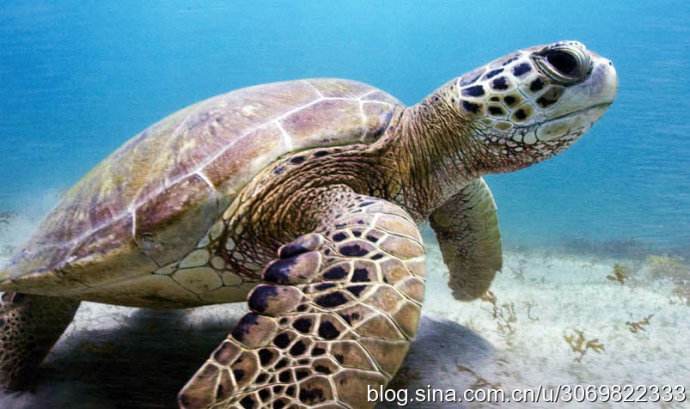 ����Ϊʲô���������ֱۺ�ͷ ����������ж೤