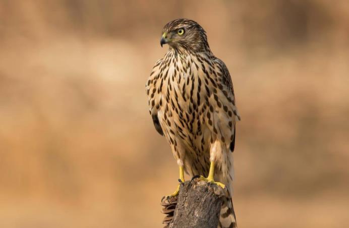 ����ӥ������ô���ں���ȸ ��ӥ��ӥ������