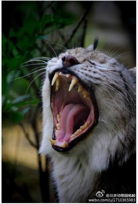 猞猁牙多少钱一只 它的牙齿可以辟邪吗