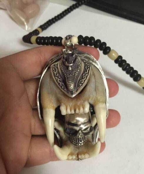 猞猁牙多少钱一只 它的牙齿可以辟邪吗