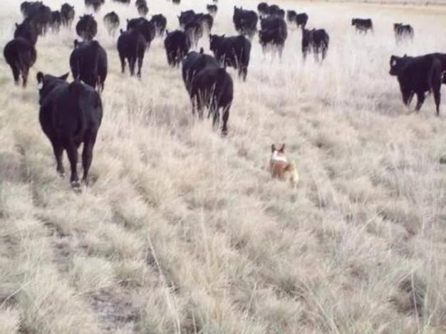 �»�ΪʲôҪ��β ��ֹ�»���β�ͻᱻţ��ס