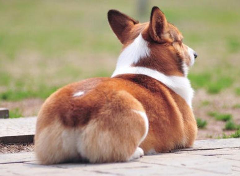 �»�ΪʲôҪ��β ��ֹ�»���β�ͻᱻţ��ס