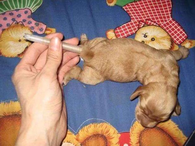 �»�ΪʲôҪ��β ��ֹ�»���β�ͻᱻţ��ס