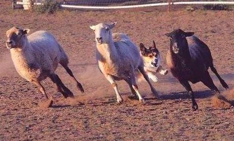 �»�ΪʲôҪ��β ��ֹ�»���β�ͻᱻţ��ס