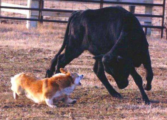 �»�ΪʲôҪ��β ��ֹ�»���β�ͻᱻţ��ס