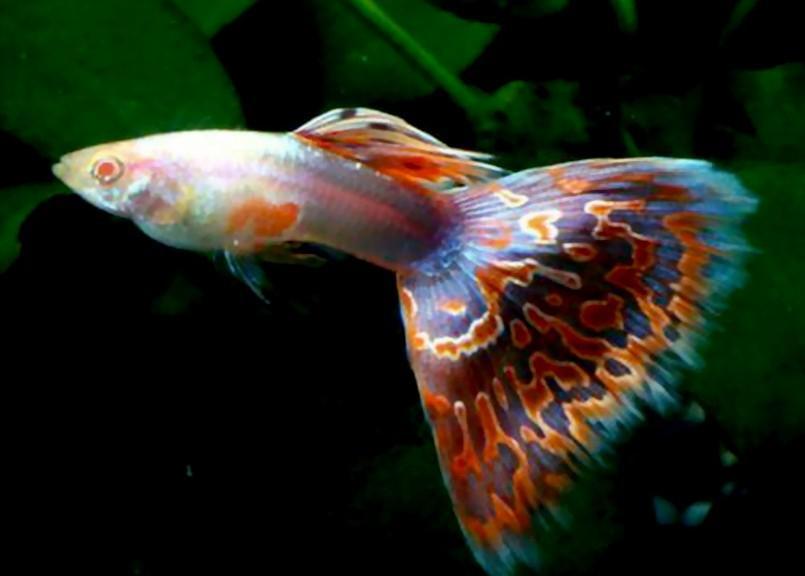 ��ȸ��Ϊʲô�¿�ȸ�� ��ȸ���Բ�����