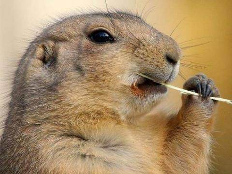 ��̡�����������������Щ ��������ζ����ô��ô��