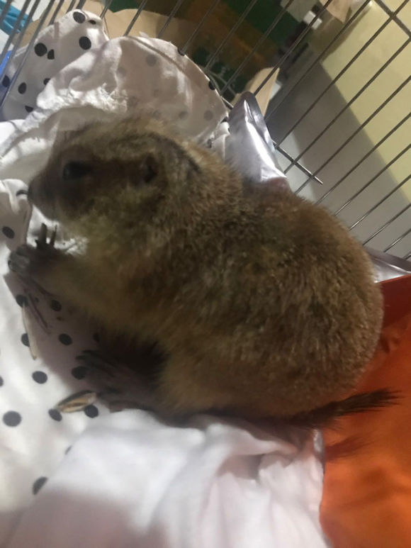 ��̡�����������������Щ ��������ζ����ô��ô��