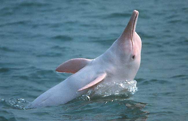 白鳍豚是用什么呼吸的 白鳍豚为什么会稀少灭绝