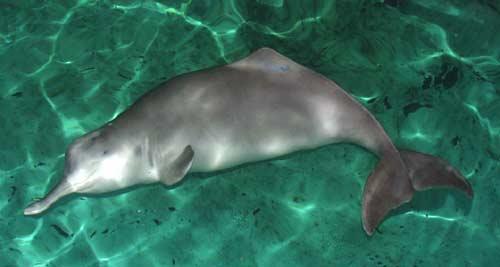 ����������ʲô������ ������Ϊʲô��ϡ�����