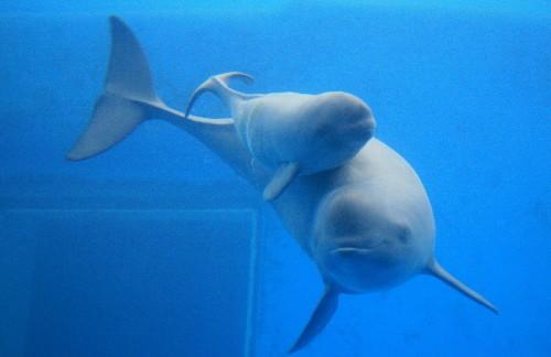 ����������ʲô������ ������Ϊʲô��ϡ�����