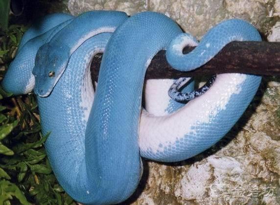 蓝血蛇为什么这么贵 世界上最贵的蛇