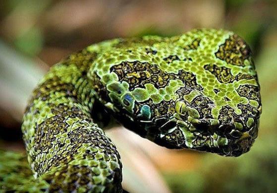 ��Ѫ��Ϊʲô��ô�� ������������ǰʮ������