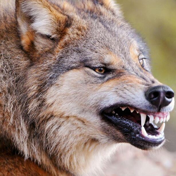 ������а�� С���Ӵ�������ʲô�����ͽ�����