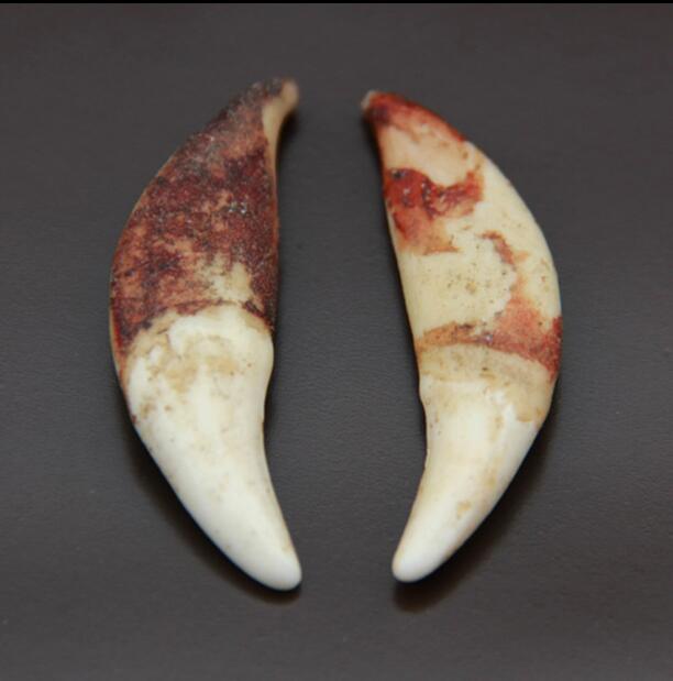 ������а�� С���Ӵ�������ʲô�����ͽ�����