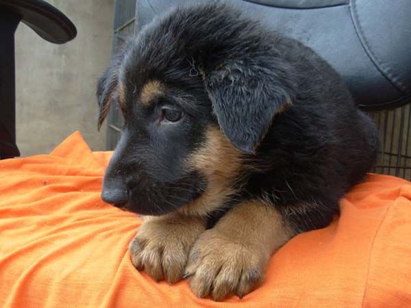 �ڱ�Ȯ��ҧ������ �¹��ڱ�������ȱ����ʲô